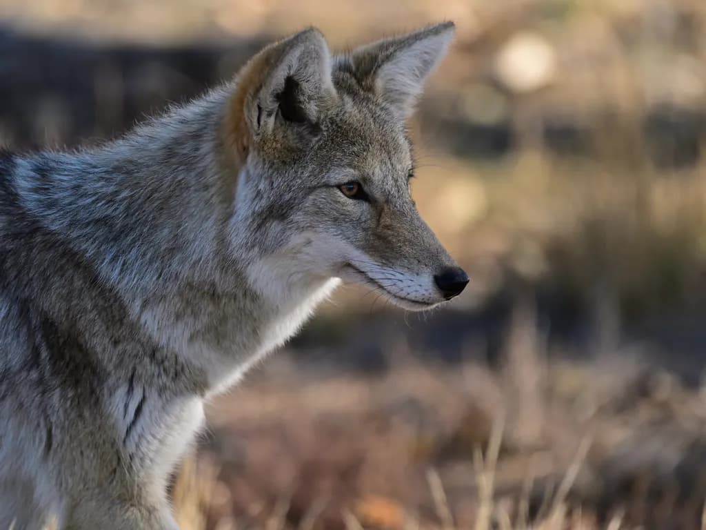 Coyote in Profile: A Serene Moment in Colorado's Wild Landscape