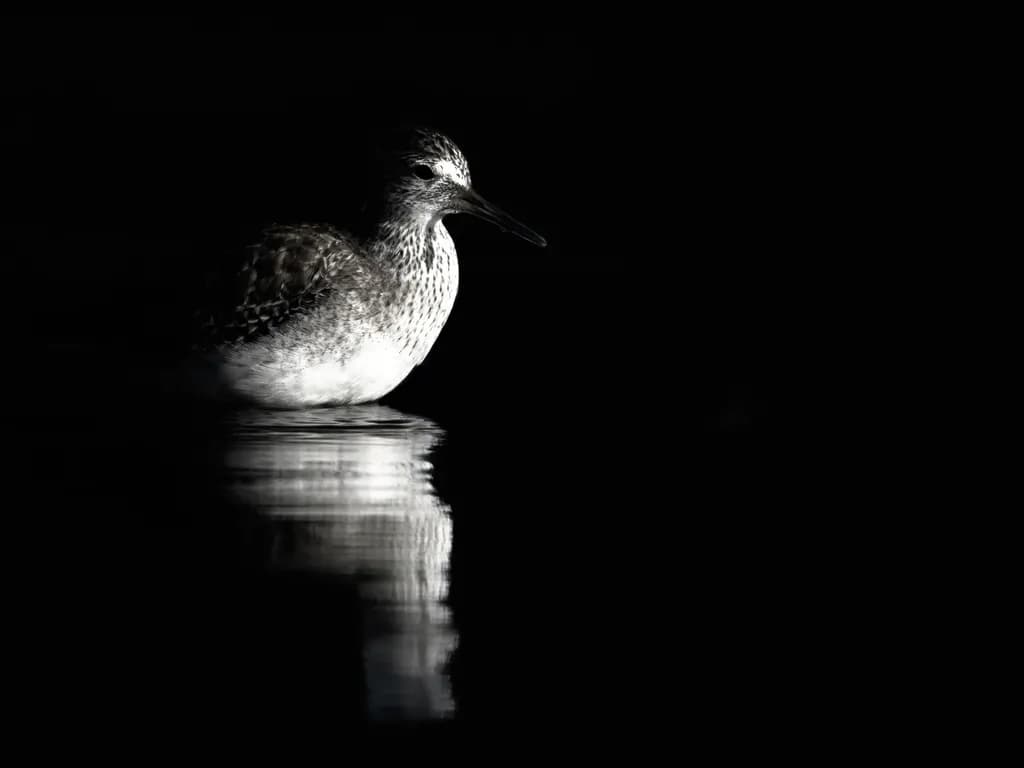 Shadow Yellowlegs