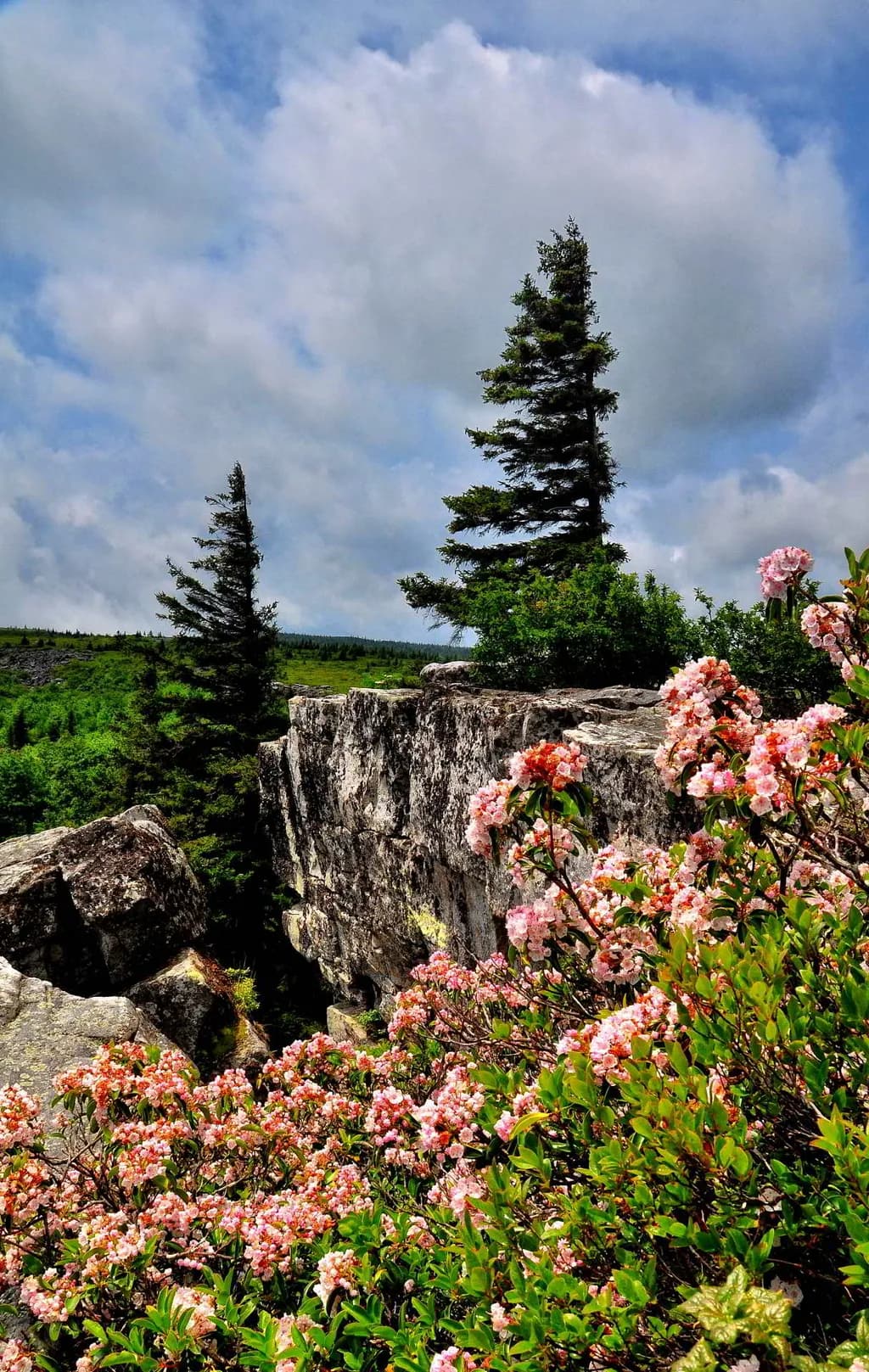 Rocky Blossom Vista