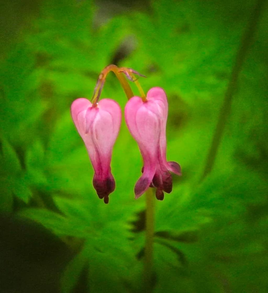 Heartfelt Blooms