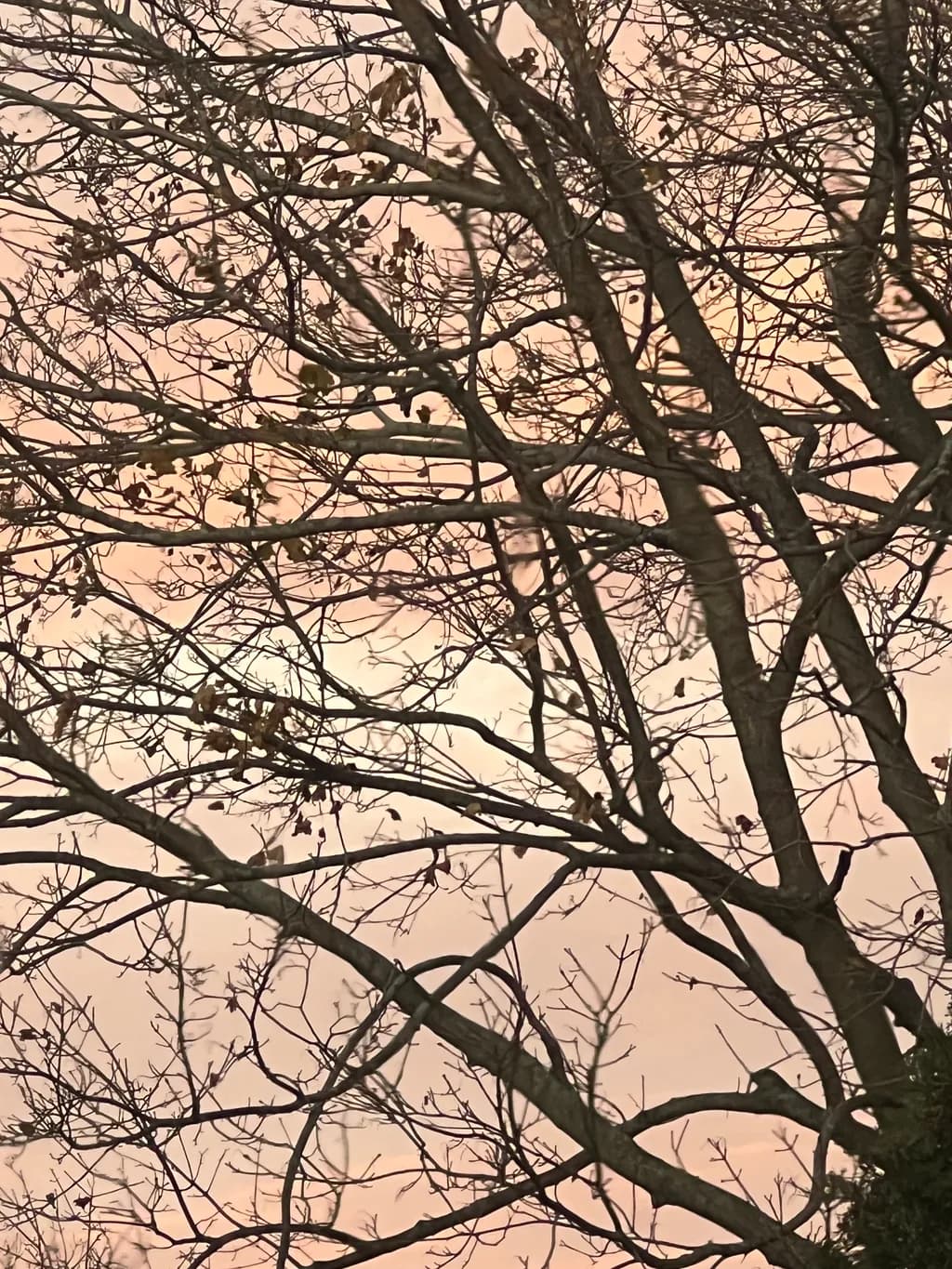 Twilight Silhouette