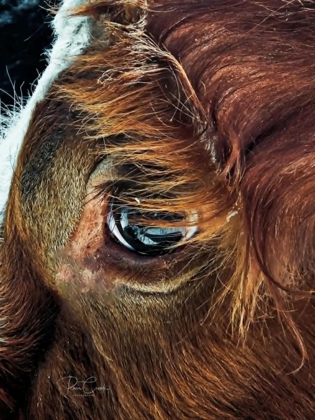 Whispers of the Past: A Close-Up Portrait of a Cow's Eye