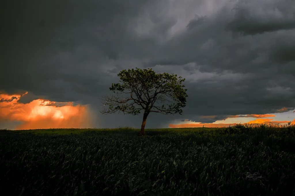 Whispers of the Storm: A Dramatic Tree Beneath Tumultuous Skies