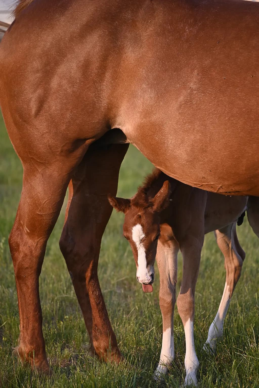 Nurtured Bonds: A Foal's Tender Moment Under the Watchful Eye of Its Mother