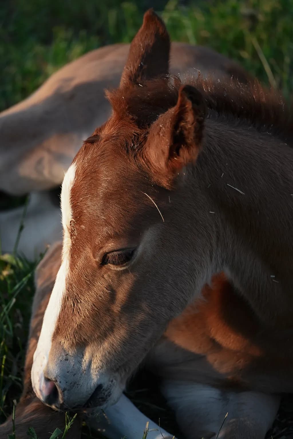 Gentle Whispers of a New Dawn: A Close-Up of a Resting Foal