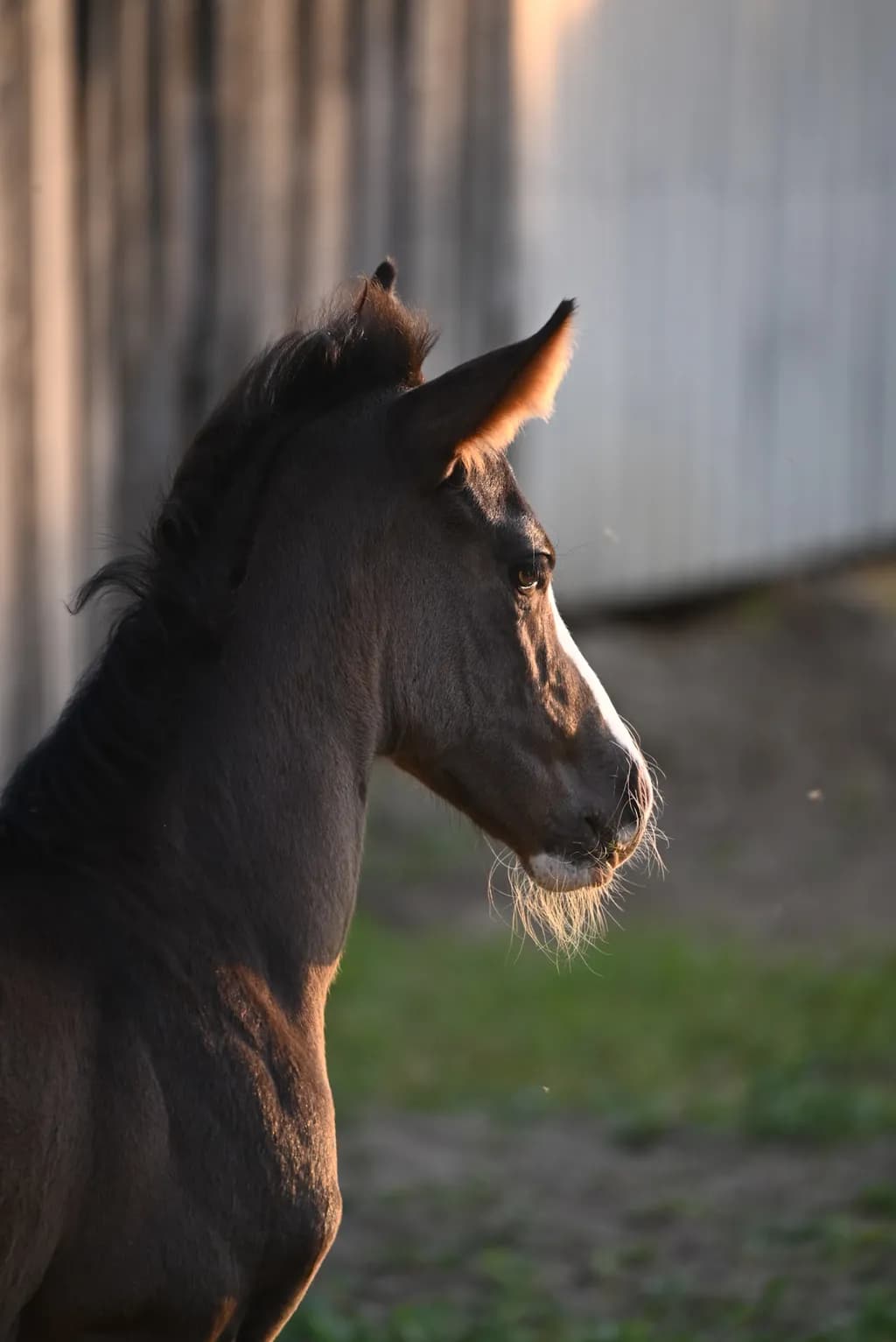 Majestic Profile