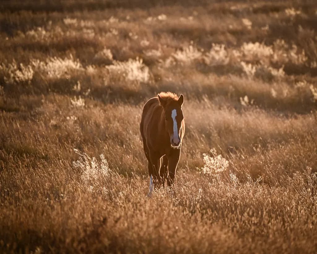 Golden Meadow Gallop