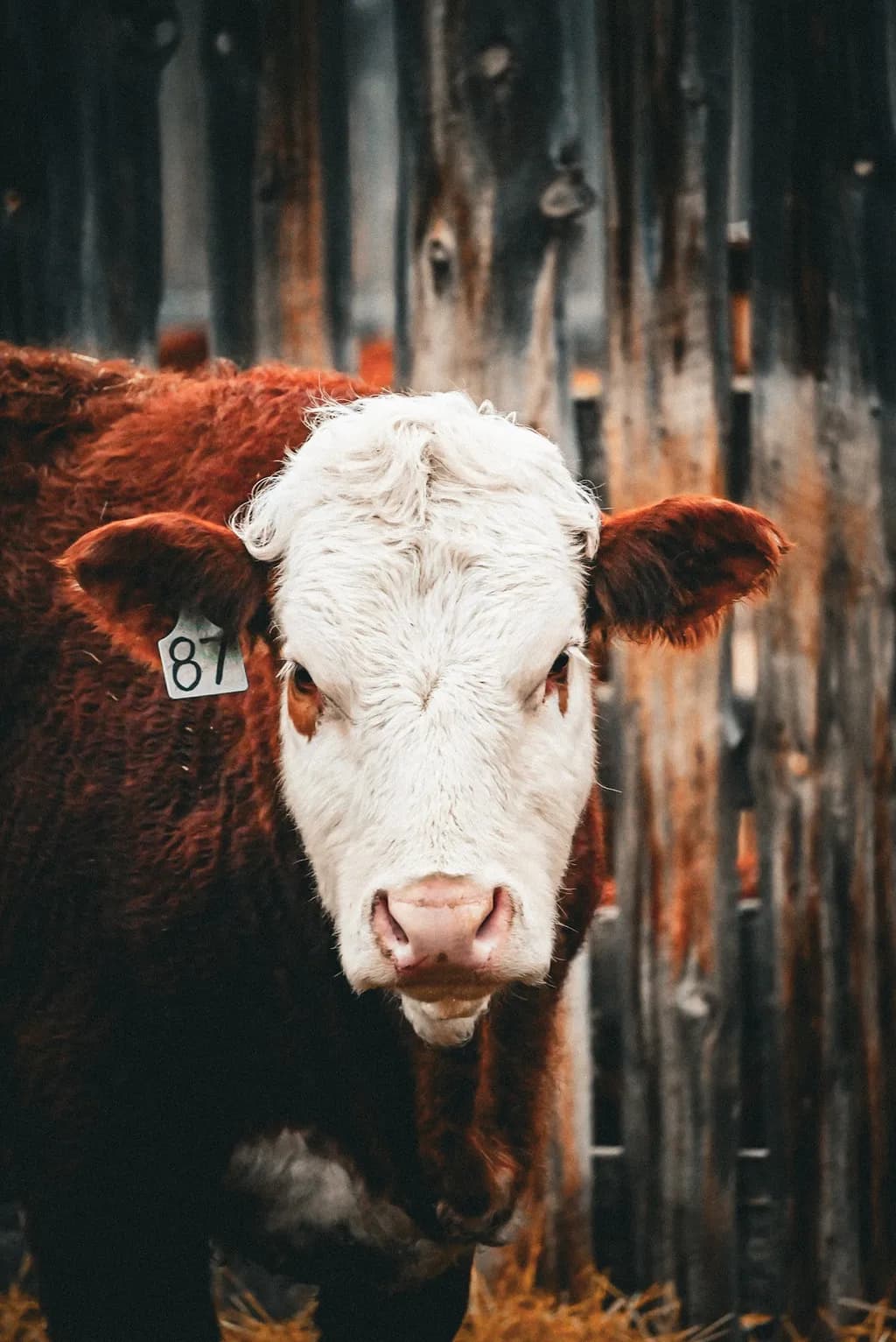 Curious Heifer