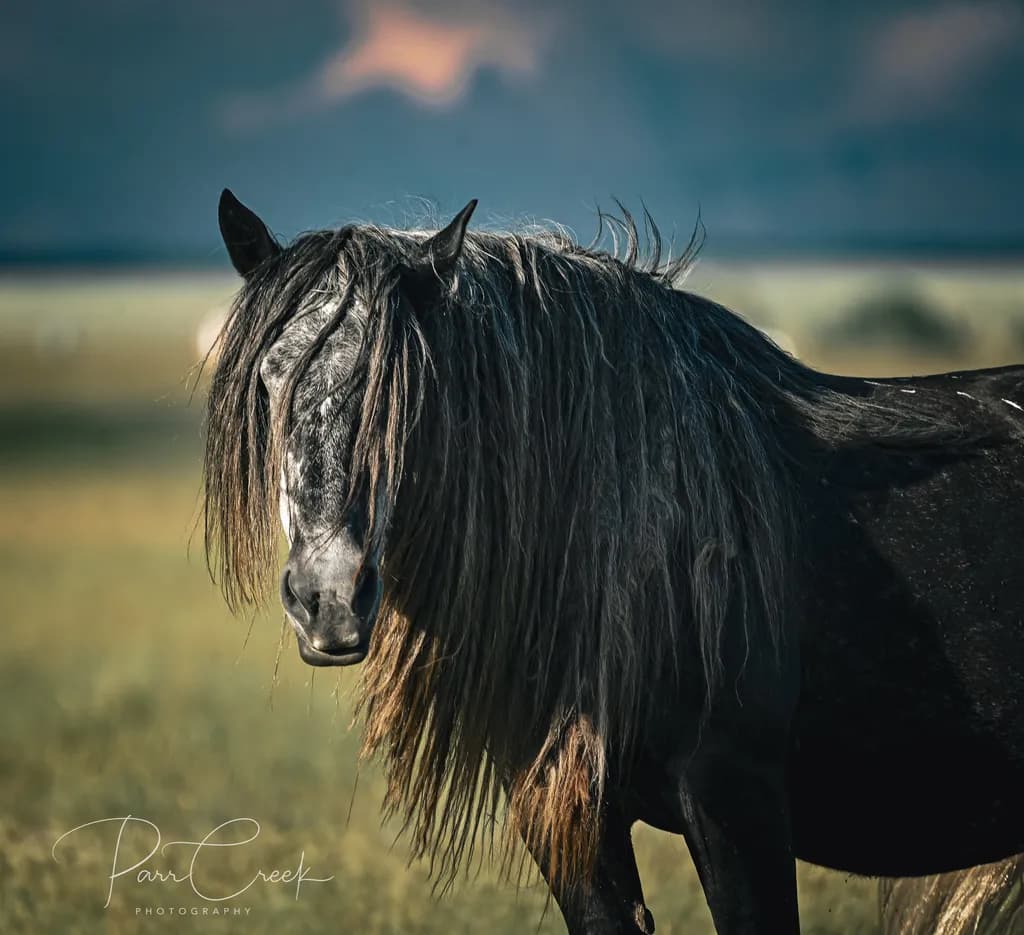 Shadowed Mane