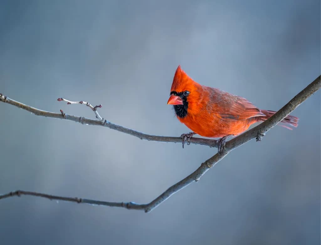Vibrant Cardinal: A Moment of Nature's Elegance on a Frosty Branch