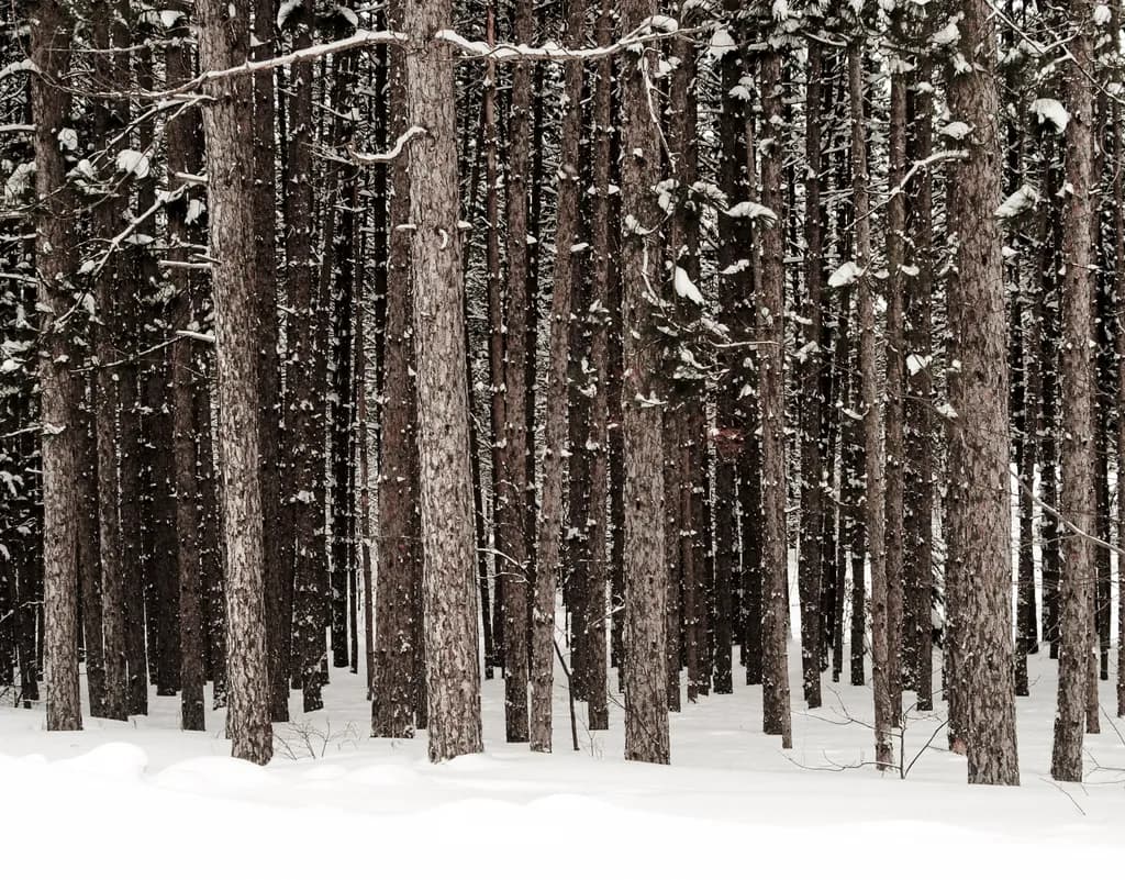 Deep in the Winter Forest
