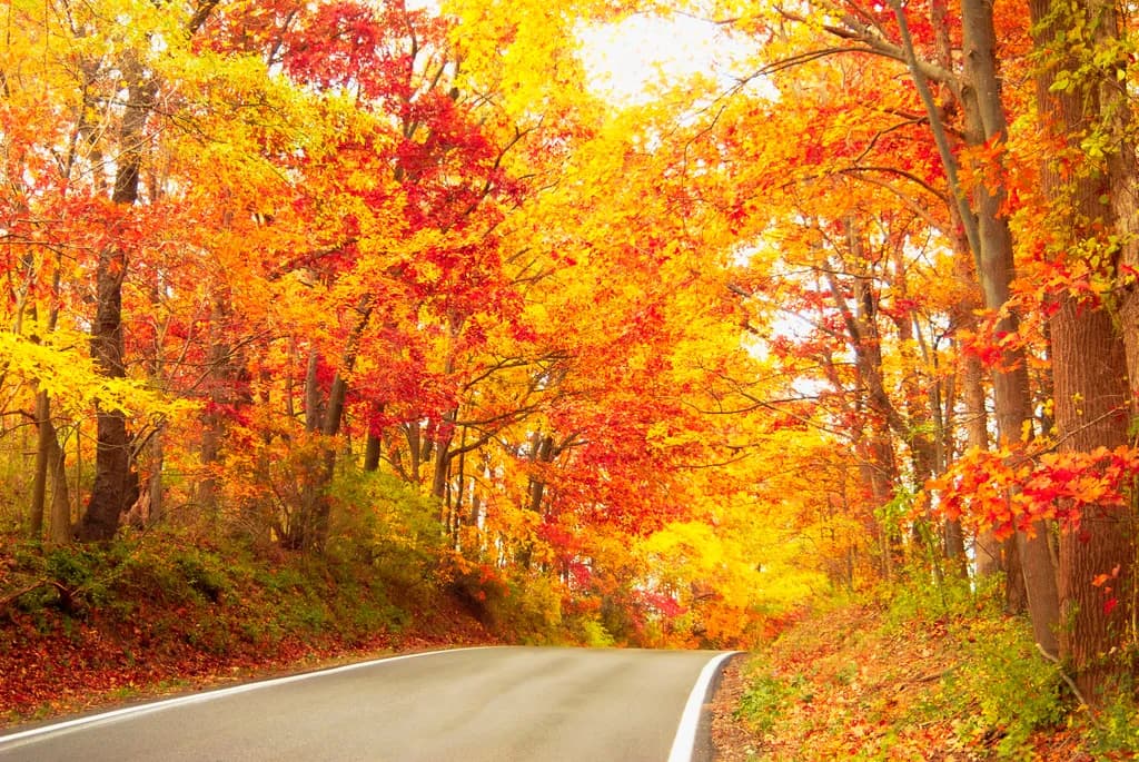 Winding Through Fall
