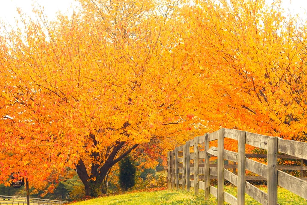 Autumn's Got This Fence Surrounded