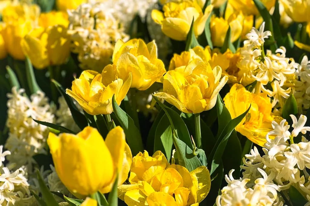 Sunshine Blooms