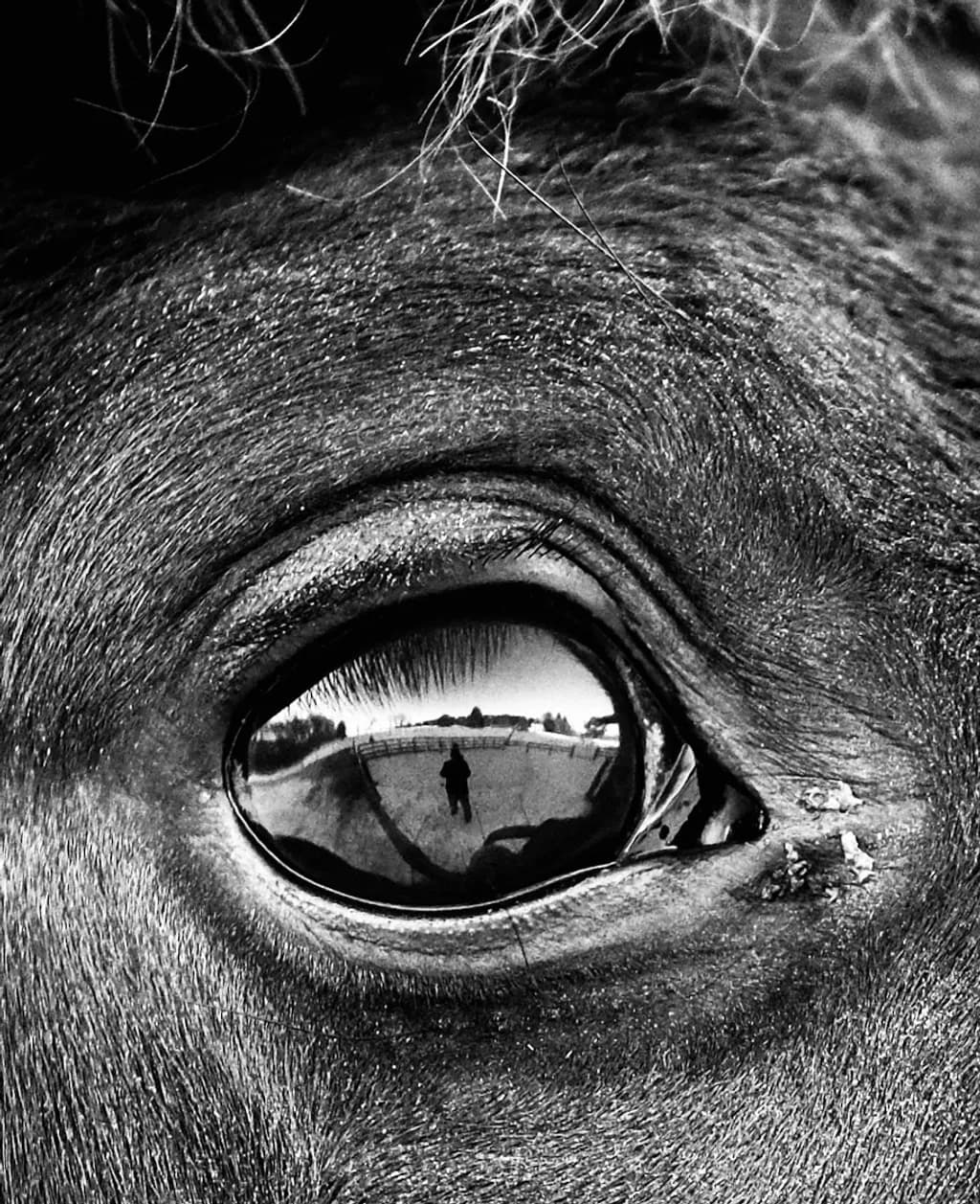 Reflections in Equine Eyes