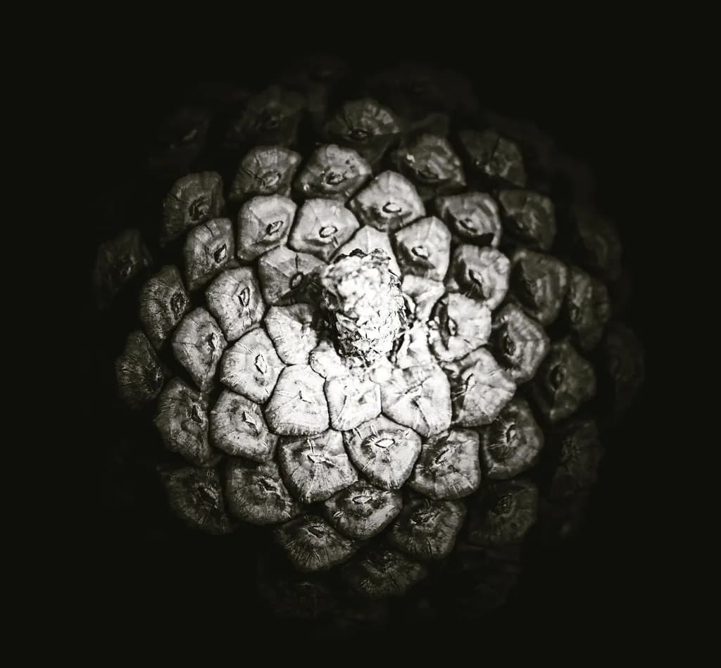 Monochrome Pinecone Detail