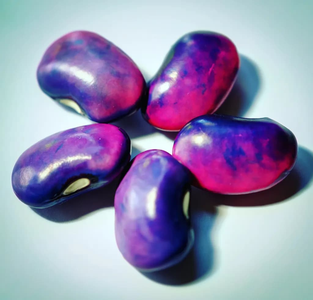 Colorful Beans