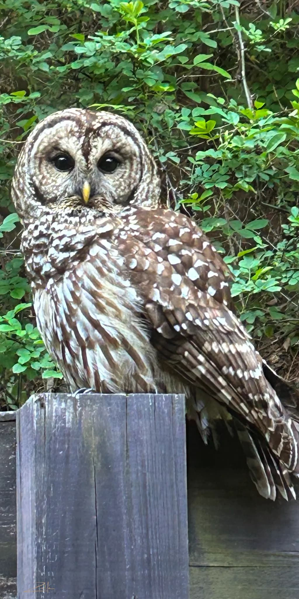 Whispers of the Night: A Striking Portrait of a Barred Owl Amidst Nature's Embrace