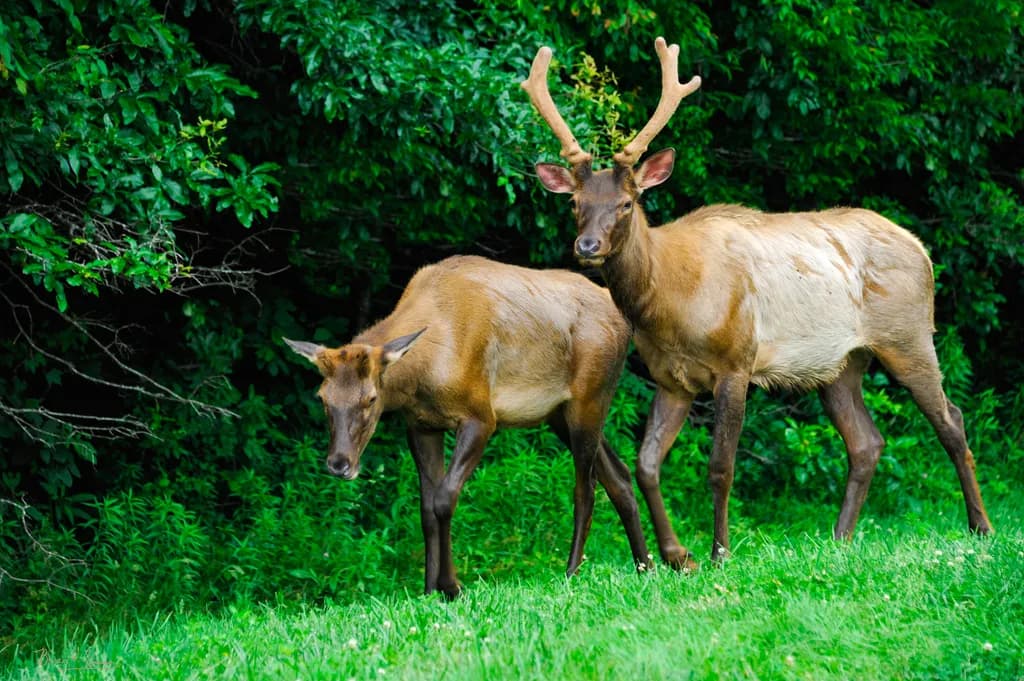 Majestic Elk Duo in Lush Greenery: A Serene Nature Encounter