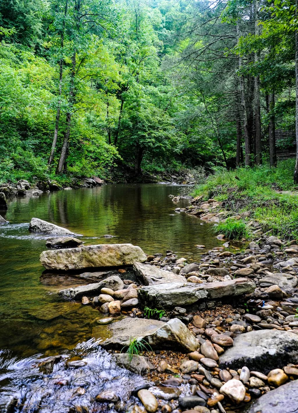 Whispers of the Stream: A Serene Journey Through Nature's Embrace
