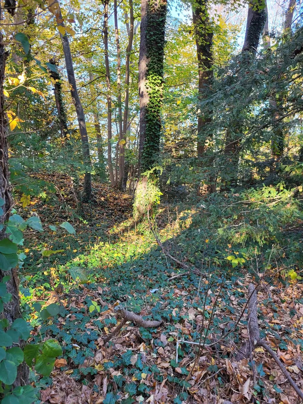 Whispers of Autumn: A Serene Forest Escape