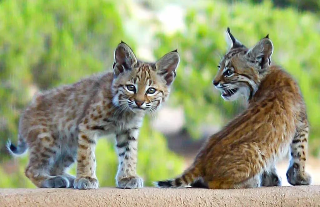 Whiskered Wonders: A Playful Encounter with Bobcat Kittens in Nature's Embrace