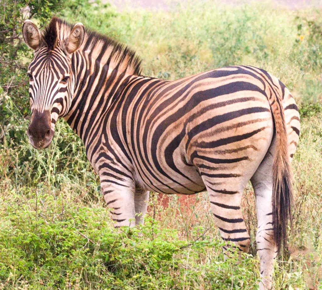 Zebra in the Wild: A Striped Beauty Amidst Nature's Canvas