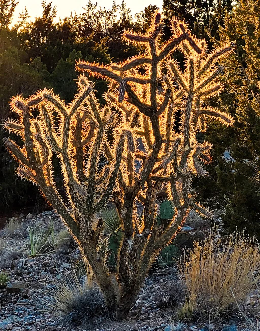 Desert Glow: The Spiky Beauty of Backlit Cacti at Sunset
