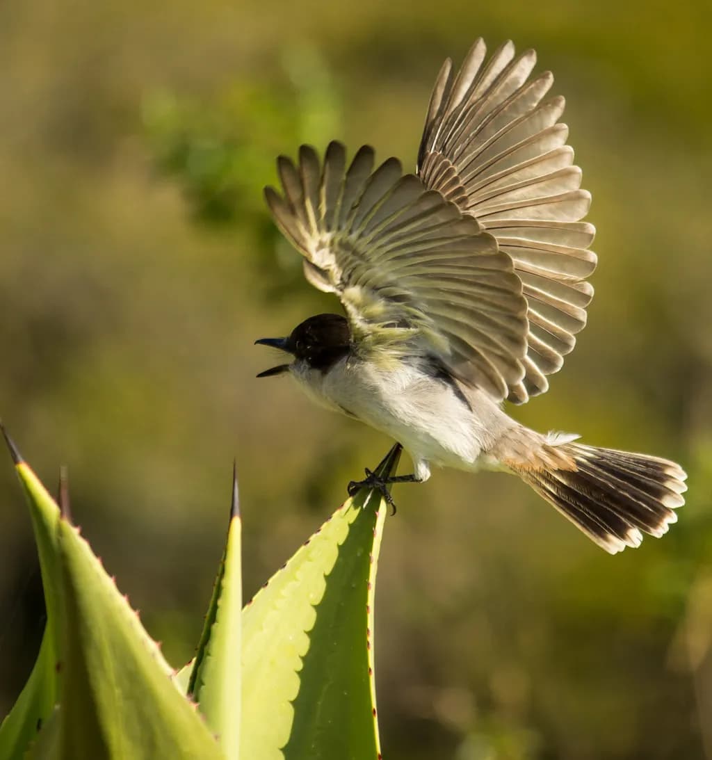 Whispers of the Wild: A Bird's Serenade on Nature's Edge
