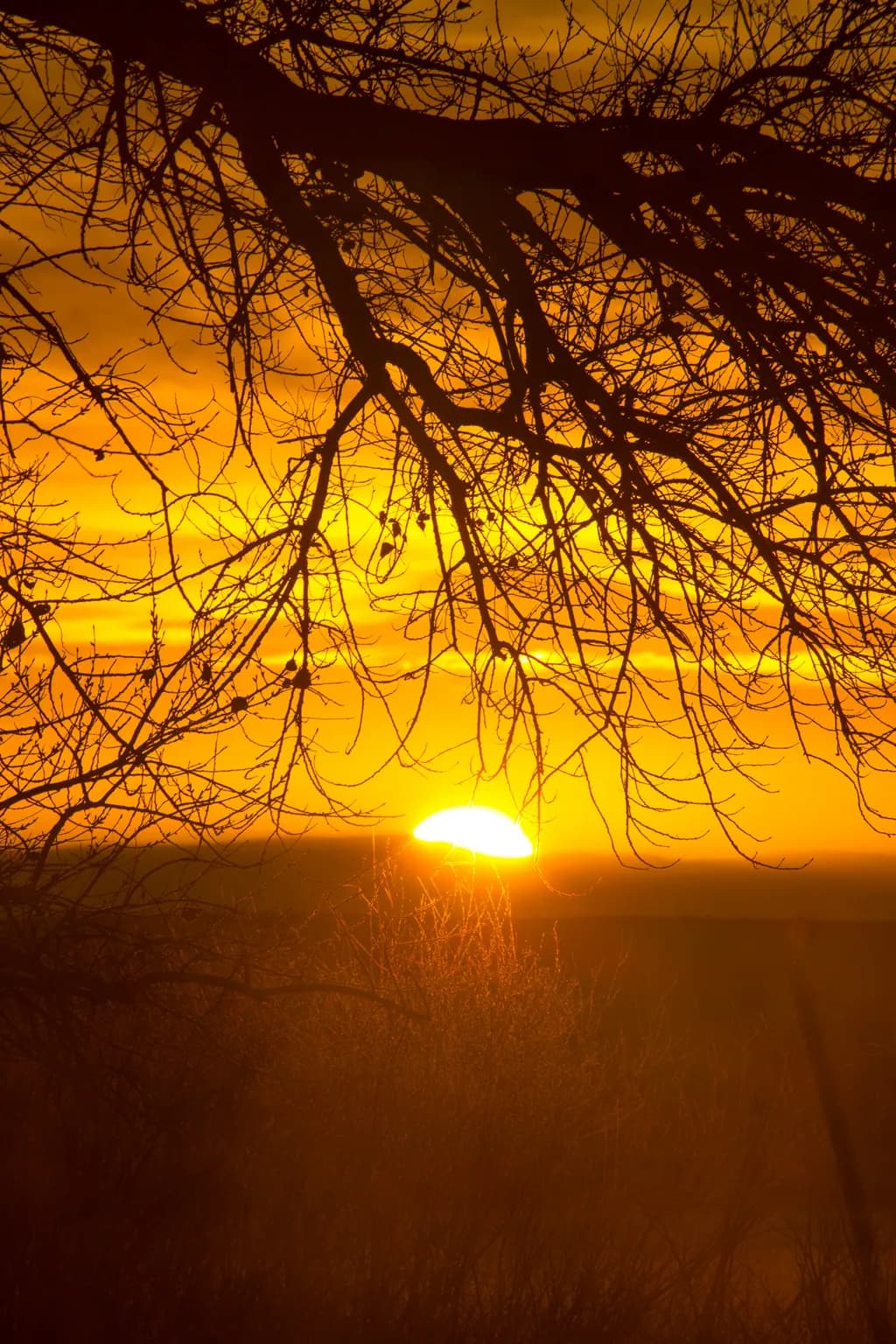 Golden Embrace: A Serene Sunset Silhouette Through Branches