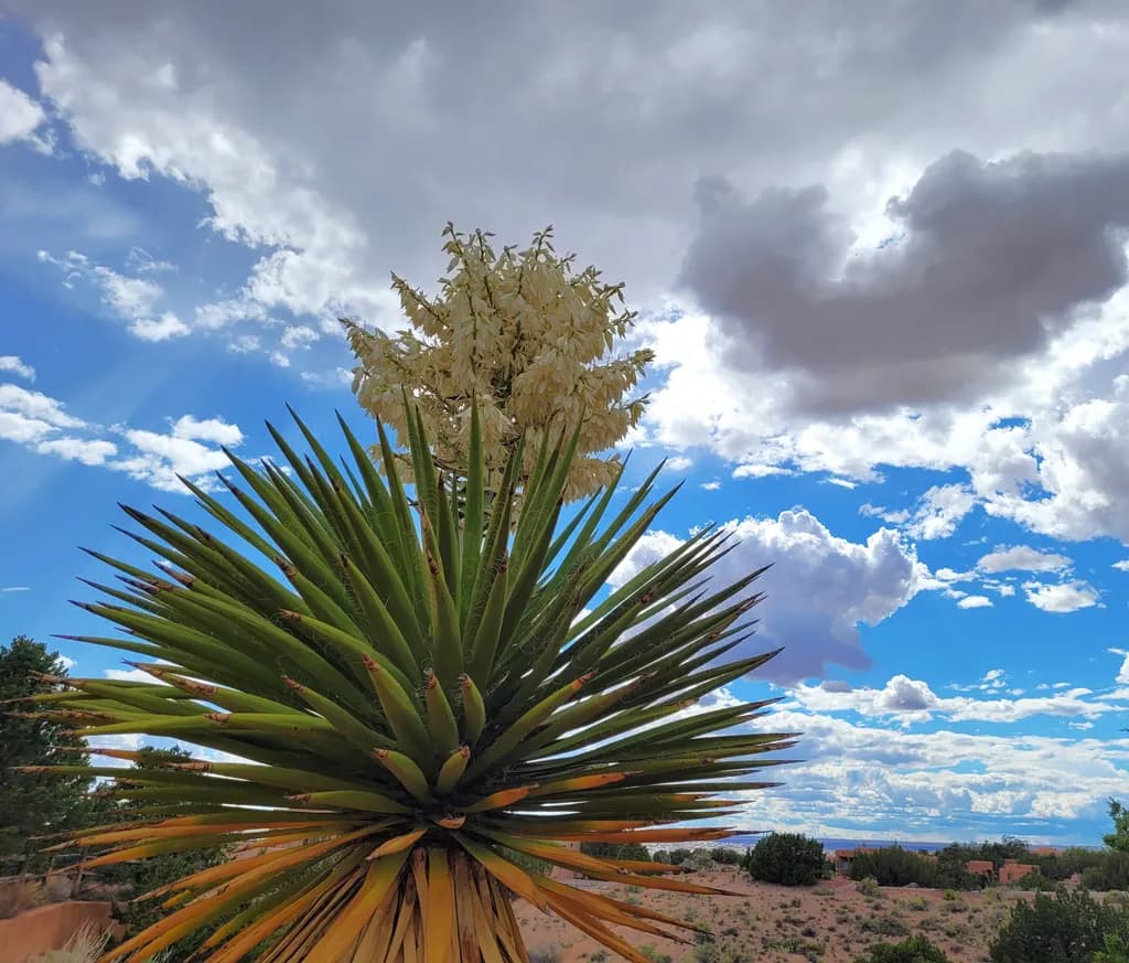 Desert Dreams: A Yucca Blooms Beneath a Vast Sky