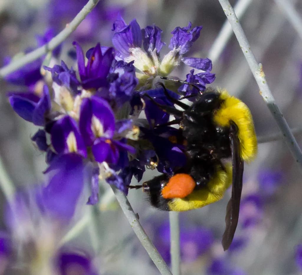 Whimsical Dance of the Bumblebee Among Purple Blooms