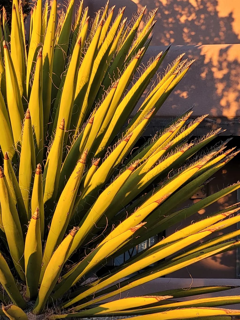 Golden Agave: Nature's Textured Symphony in Light and Shadow
