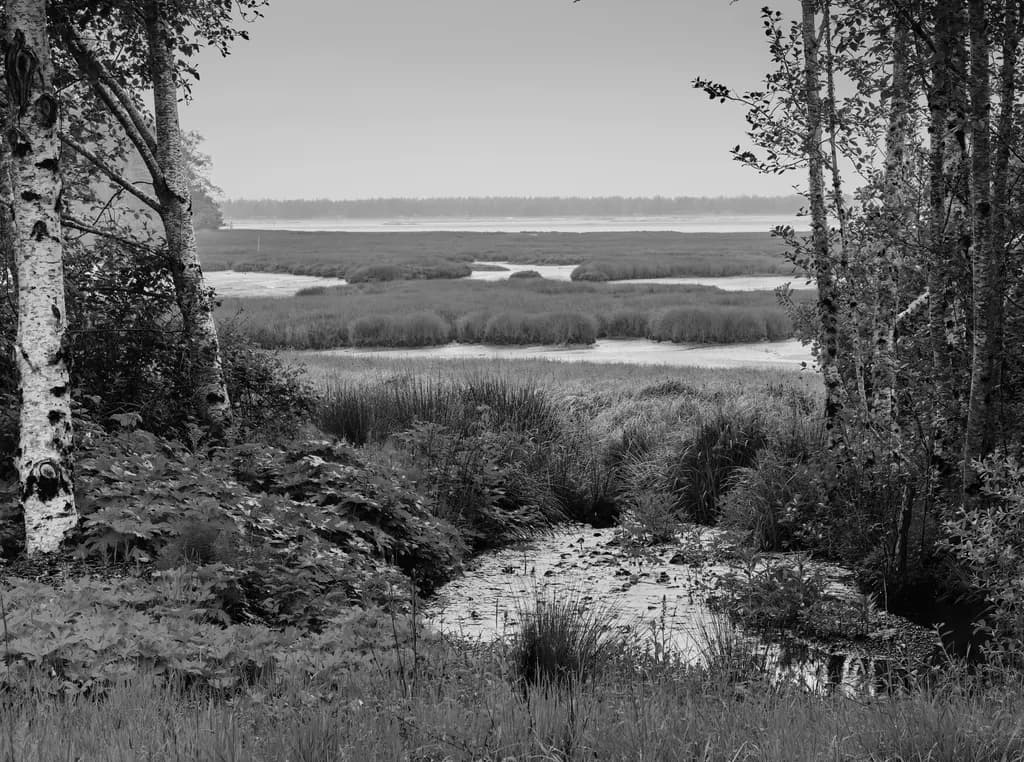 Birches and Grass, No Color Needed