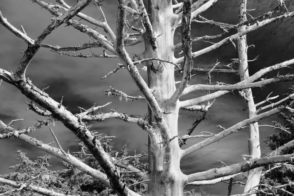 Dead Tree, No Drama