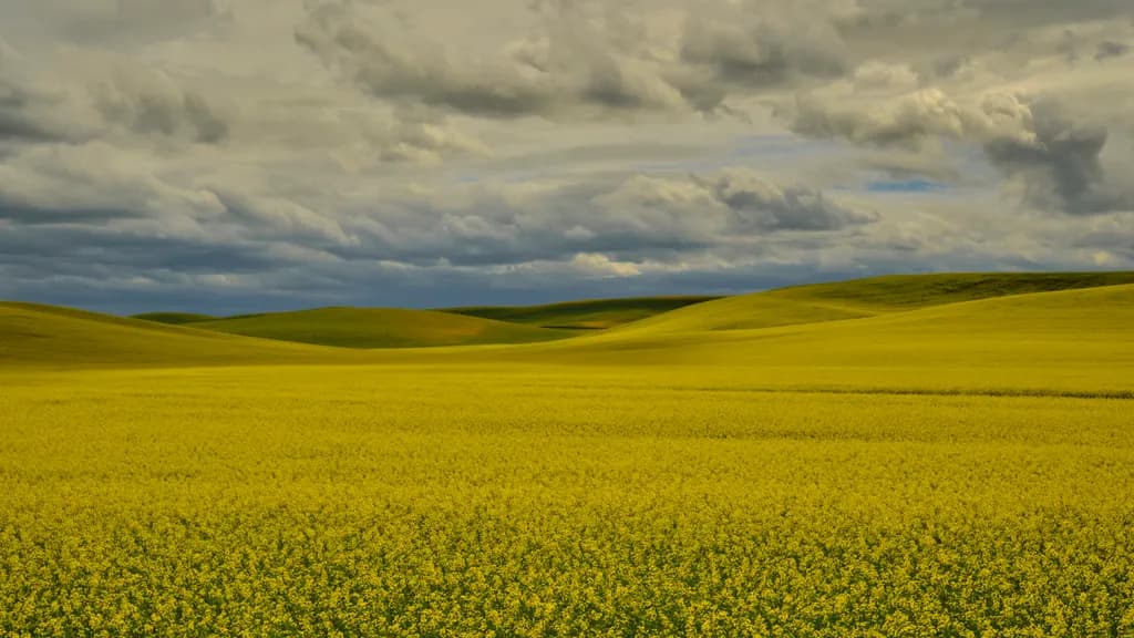 Yellow Field Mood Shift