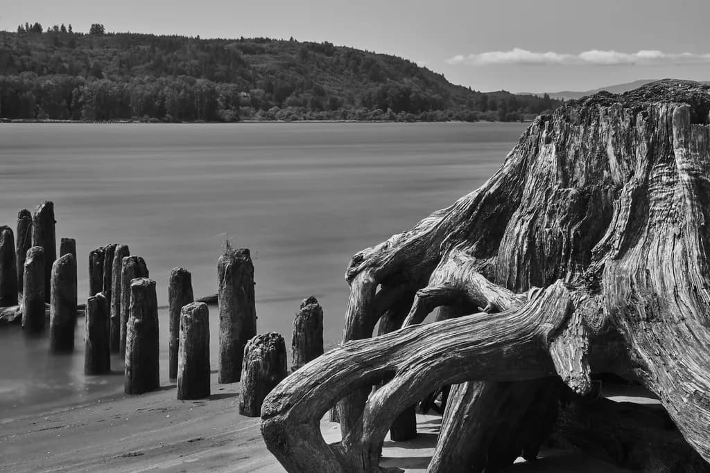 Musculature of Driftwood