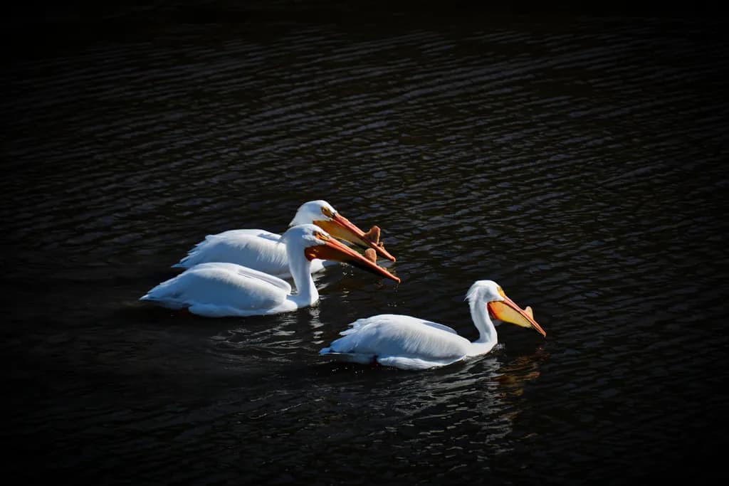 Squad Goals: Pelican Edition
