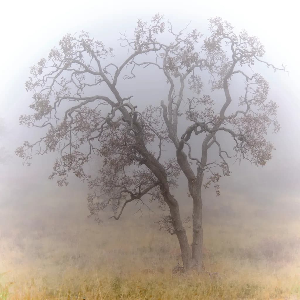Tree in Mist (Because Trees Like Drama)