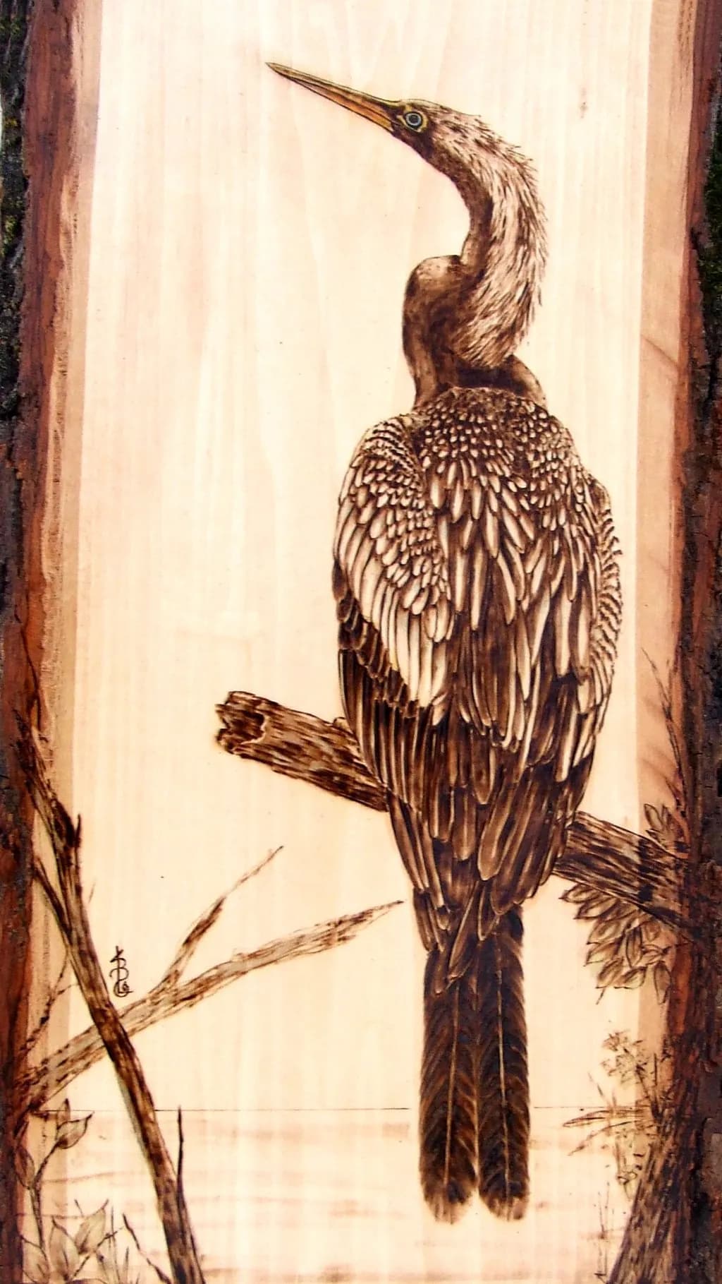 Anhinga Perch