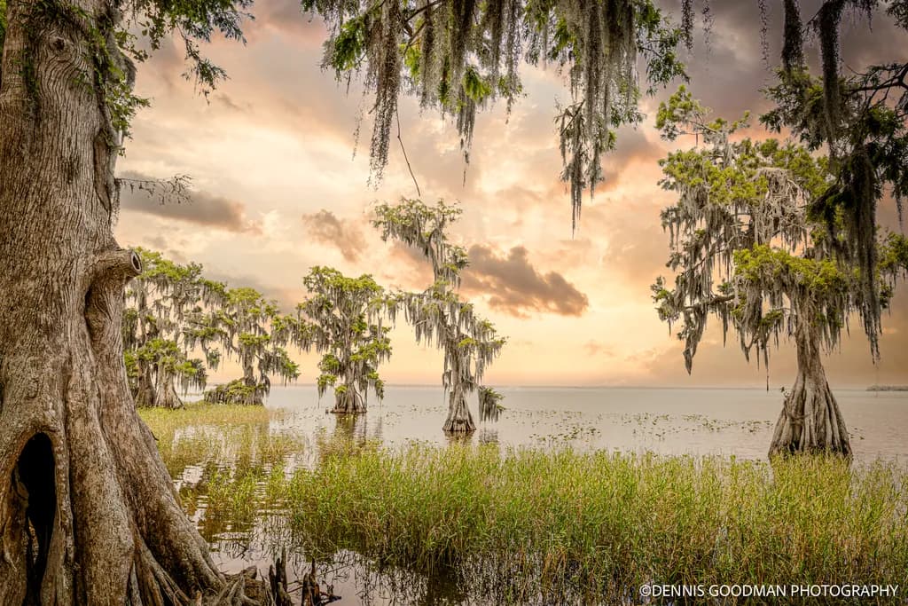 Whispers of the Bayou: A Serene Sunset Over Cypress Reflections