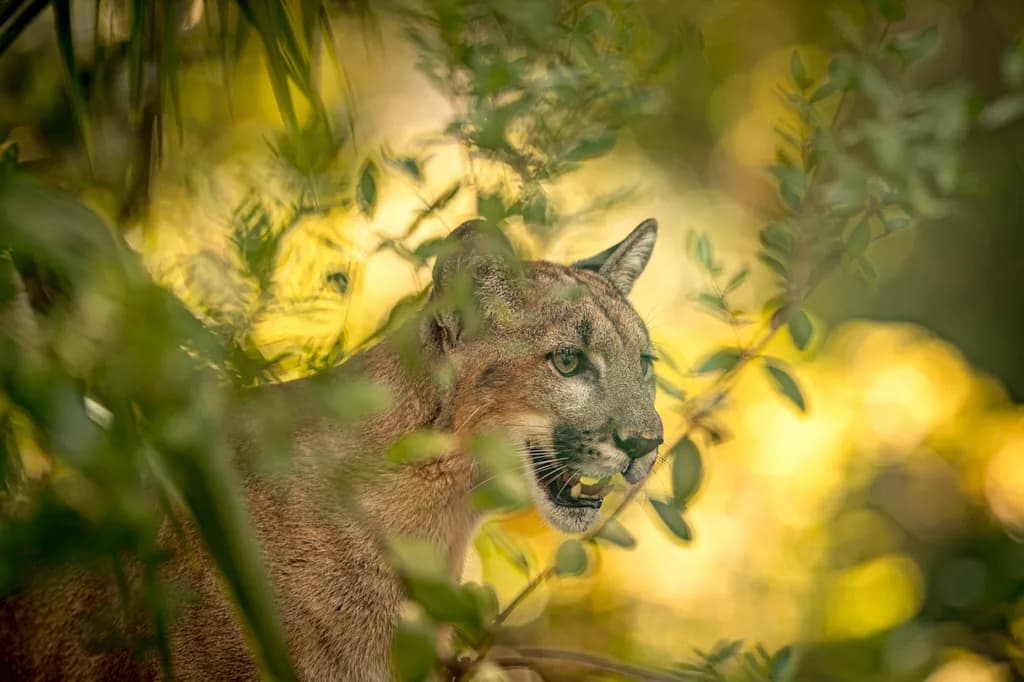 Whispers of the Wild: A Majestic Puma in Nature's Embrace