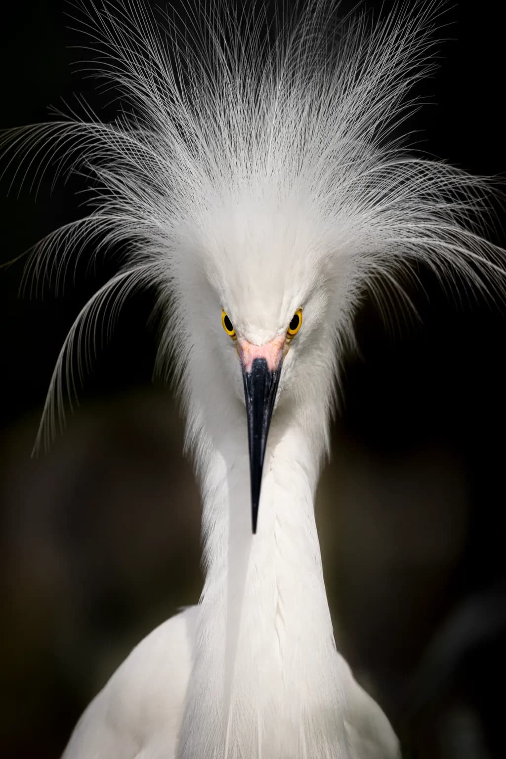 Majestic Elegance: The Striking Presence of the Snowy Egret in Nature's Spotlight