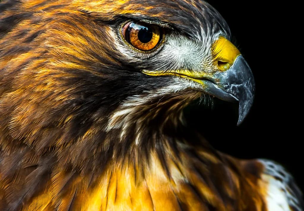 Majestic Gaze: The Golden Eagle's Intense Spirit