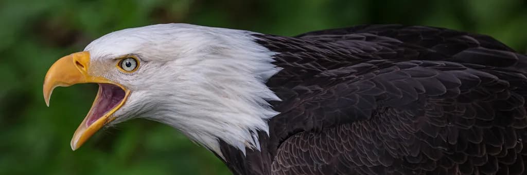 Majestic Call of the Bald Eagle: A Portrait of Nature's Sovereign