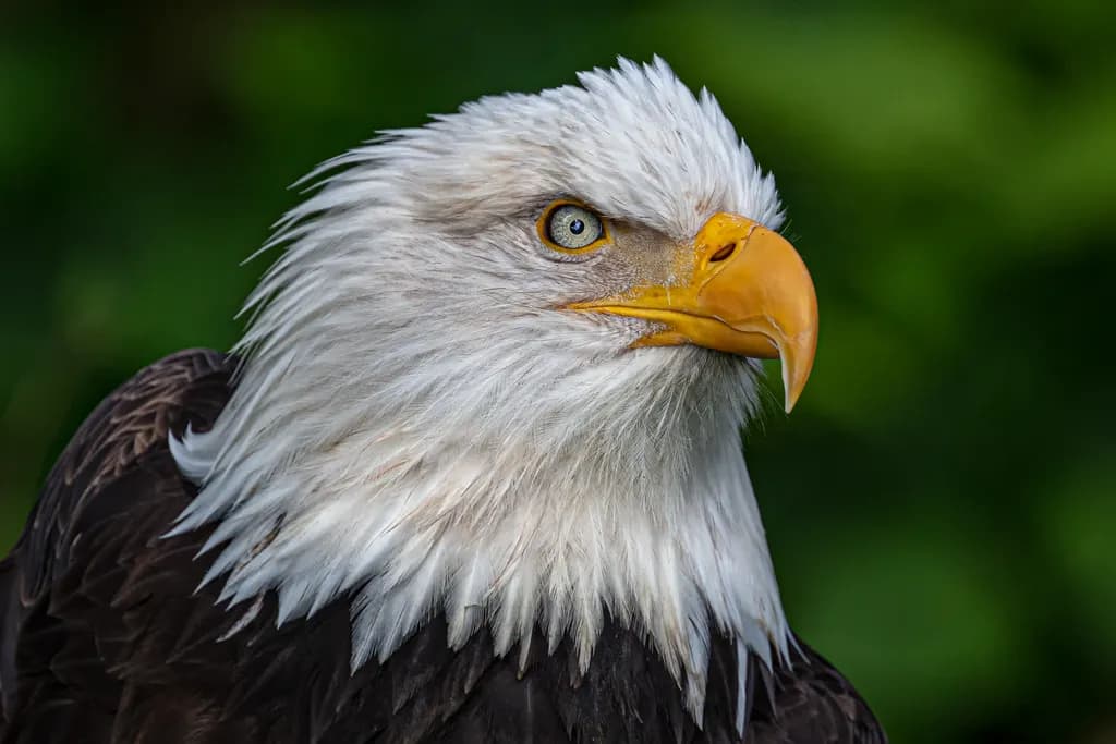 Majestic Eagle: A Portrait of Nature's Sharp Focus