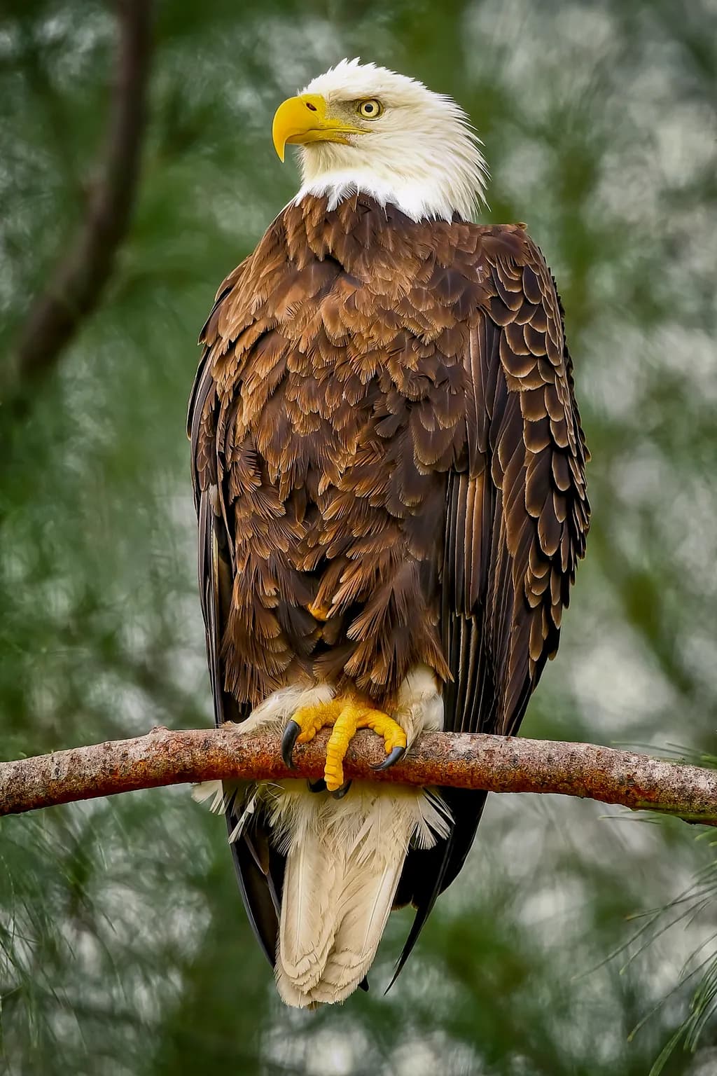 Majestic Vigil: The American Bald Eagle in Serene Splendor