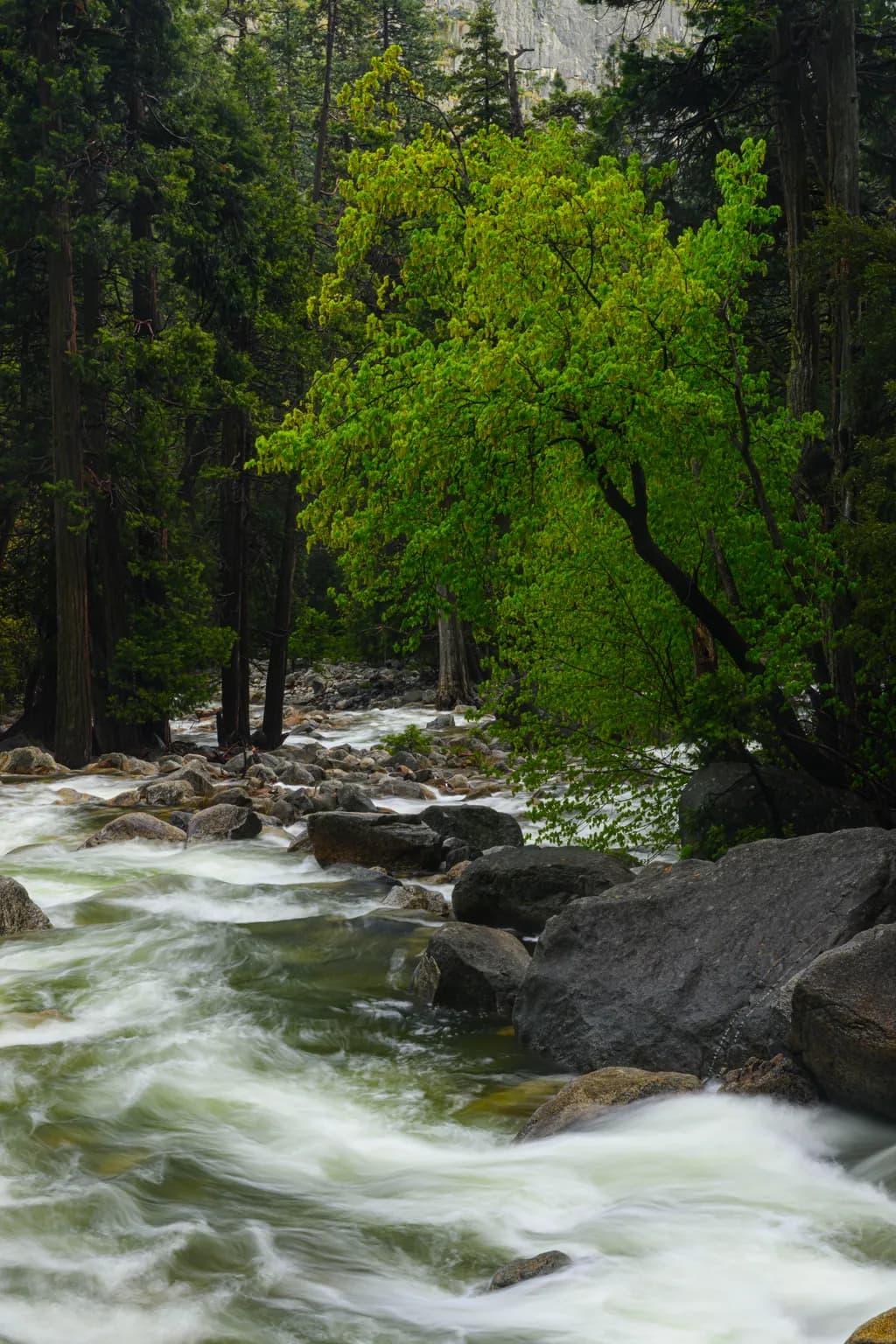 Whispers of the River: A Serene Journey Through Nature's Embrace