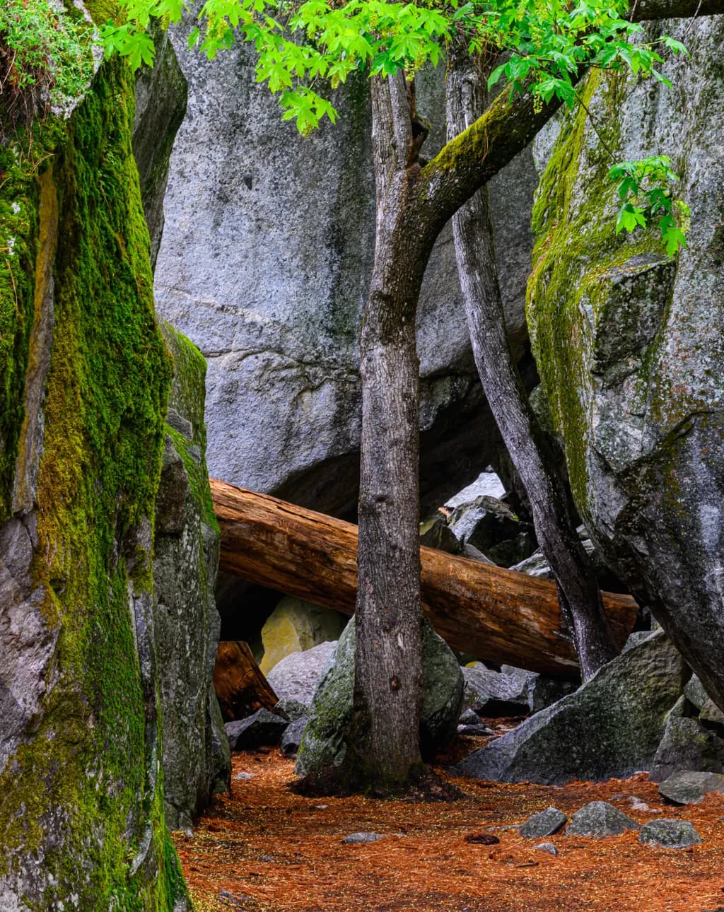 Whispers of the Forest: A Serene Journey Through Nature's Embrace