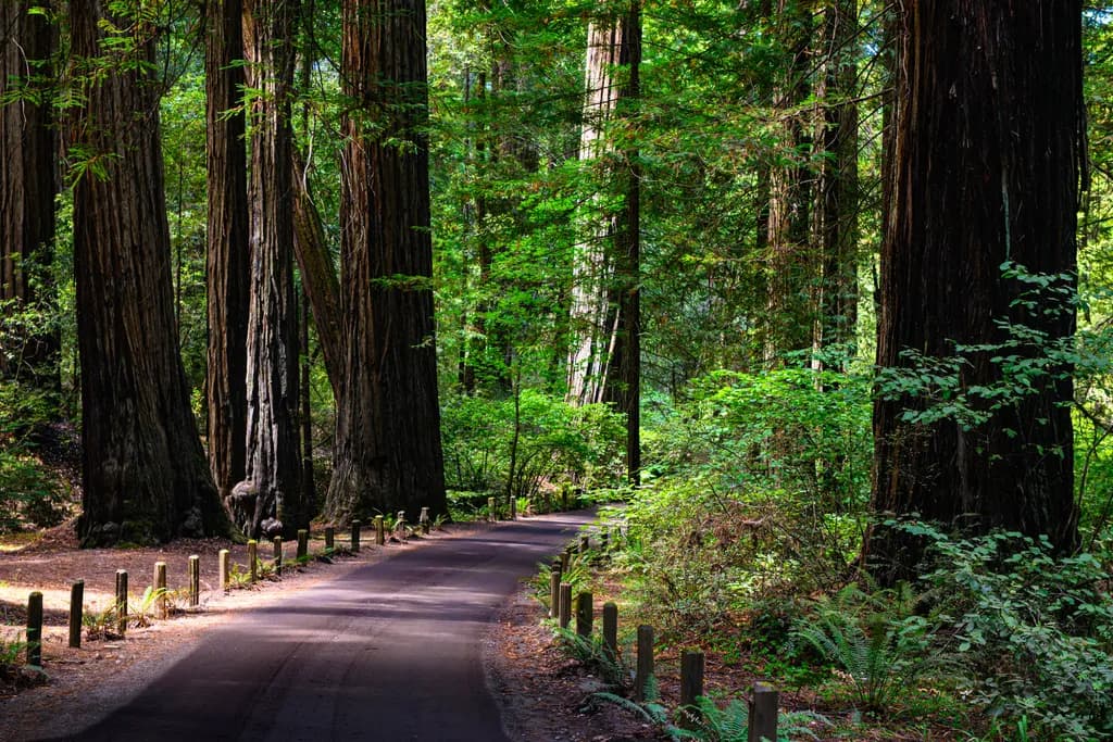 Whispers of the Redwood Path: A Journey Through Nature's Majesty